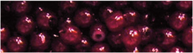 20 Perles de verre rondes 3 mm #436 Cranberry